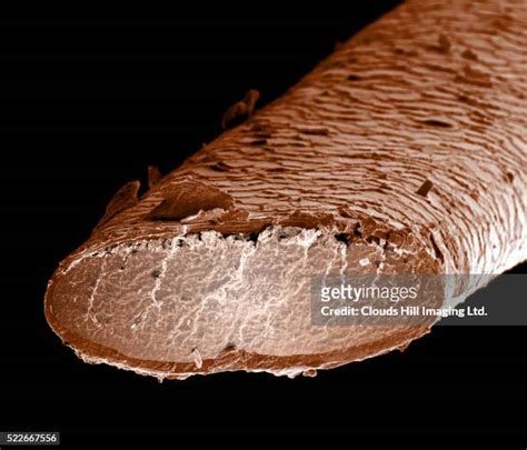 women with hairy pussies|Pubic Hair Photos Photos and Premium High Res Pictures.
